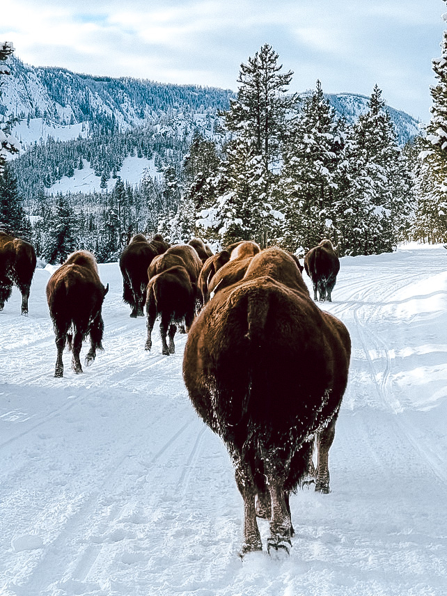 Bison in snow Bison in snow