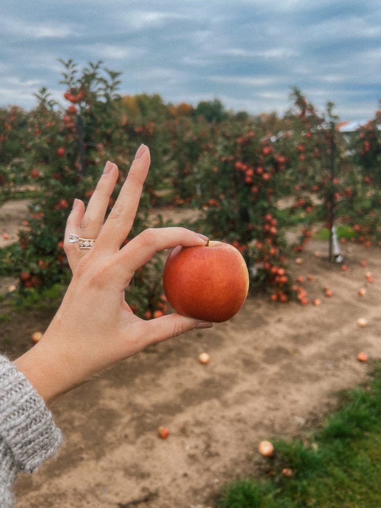 Saugatuck apple Saugatuck Fall family trip